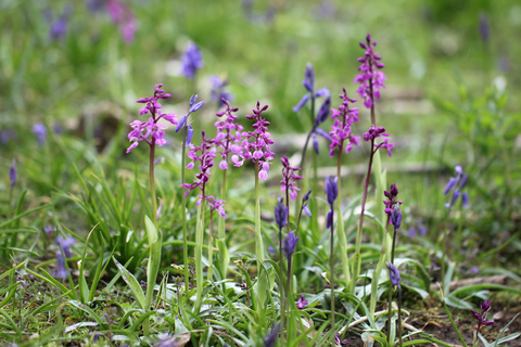 Early on sale purple orchid
